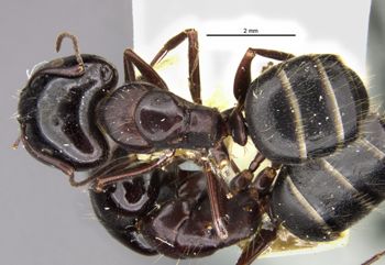 Media type: image;   Entomology 21521 Aspect: habitus dorsal view